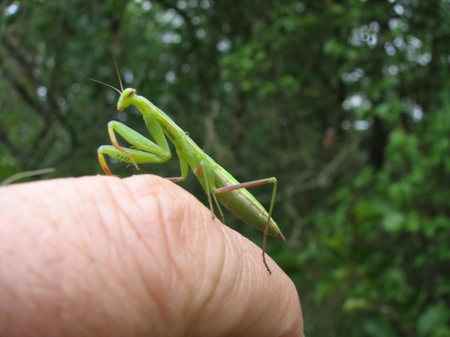 Mante religieuse 2945
